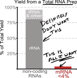 总 RNA 制备得率 采用磁性分离的总 RNA 制备得率