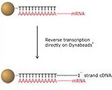 Reusable-cDNA-Libraries1 Reusable-cDNA-Libraries1