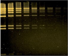 DNA 染料 DNA 染料