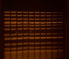 SYBR Green stained nucleic acid gel visualized with Invitrogen Dual LED Blue White Light Transilluminator SYBR Green stained nucleic acid gel visualized with Invitrogen Dual LED Blue White Light Transilluminator