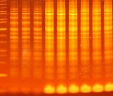 SYPRO Orange stained protein gel visualized with Invitrogen Dual LED Blue White Light Transilluminator SYPRO Orange stained protein gel visualized with Invitrogen Dual LED Blue White Light Transilluminator