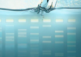 Thermo Scientific DNA 电泳 Thermo Scientific DNA 电泳