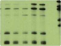 showcase.par.63215.image.0.0.1 showcase.par.63215.image.0.0.1