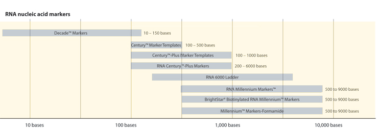 RNA Marker / -RNA条带-RNA Ladder–赛默飞 | Thermo Fisher Scientific - CN