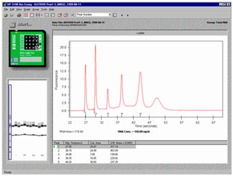 ambion-rna-ladder ambion-rna-ladder