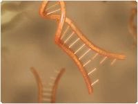 核糖体 RNA 去除 核糖体 RNA 去除