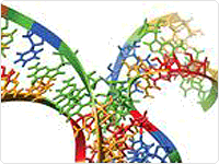 RNA Cloning RNA Cloning