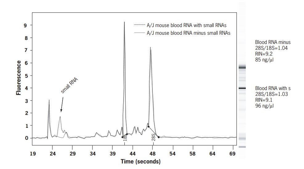 Mouse RiboPure blood RNA isolation kit bioanalyzer results Bioanalyzer results showing ratio of 28S:18S rRNA from a male A/J strain mouse with RNA extracted using mouse RiboPure blood RNA isolation kit