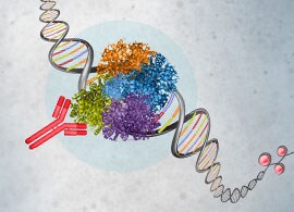 染色质免疫沉淀 (ChIP) 染色质免疫沉淀 (ChIP)