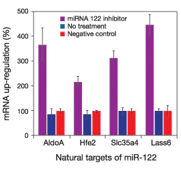 mirVana miRNA 抑制剂在体内有效抑制 miRNA mirVana miRNA 抑制剂在体内有效抑制 miRNA