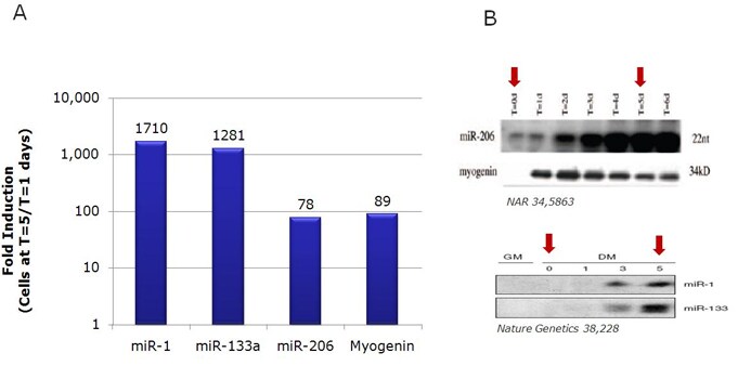 miRNA_upregulation__C2C12_cells miRNA_upregulation__C2C12_cells