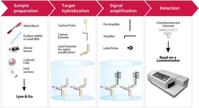 miRNA (miRNA)- assay workflow miRNA (miRNA)- assay workflow