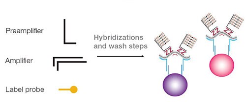 QuantiGene Plex分析中的信号放大 QuantiGene Plex分析中的信号放大步骤包括将前置放大器、放大器和标记探针添加到含有目标 RNA 的捕获探针的 Luminex 微珠中。