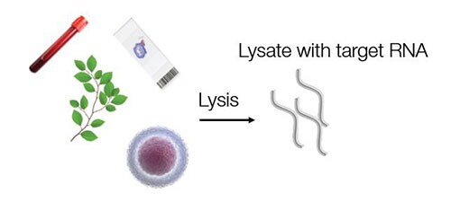 QuantiGene Plex检测的样品制备 QuantiGene Plex 检测的样品制备是通过裂解样品来释放稳定的 RNA。无需进行 RNA 扩增