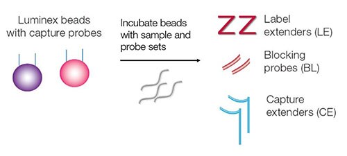 QuantiGene Plex检测中的目标杂交步骤 使用 QuantiGene Plex 检测法进行目标杂交的步骤包括:将带有捕获探针的 Luminex 微珠与目标样本 RNA 和标记扩展剂、阻断探针以及捕获扩展剂一起孵育。