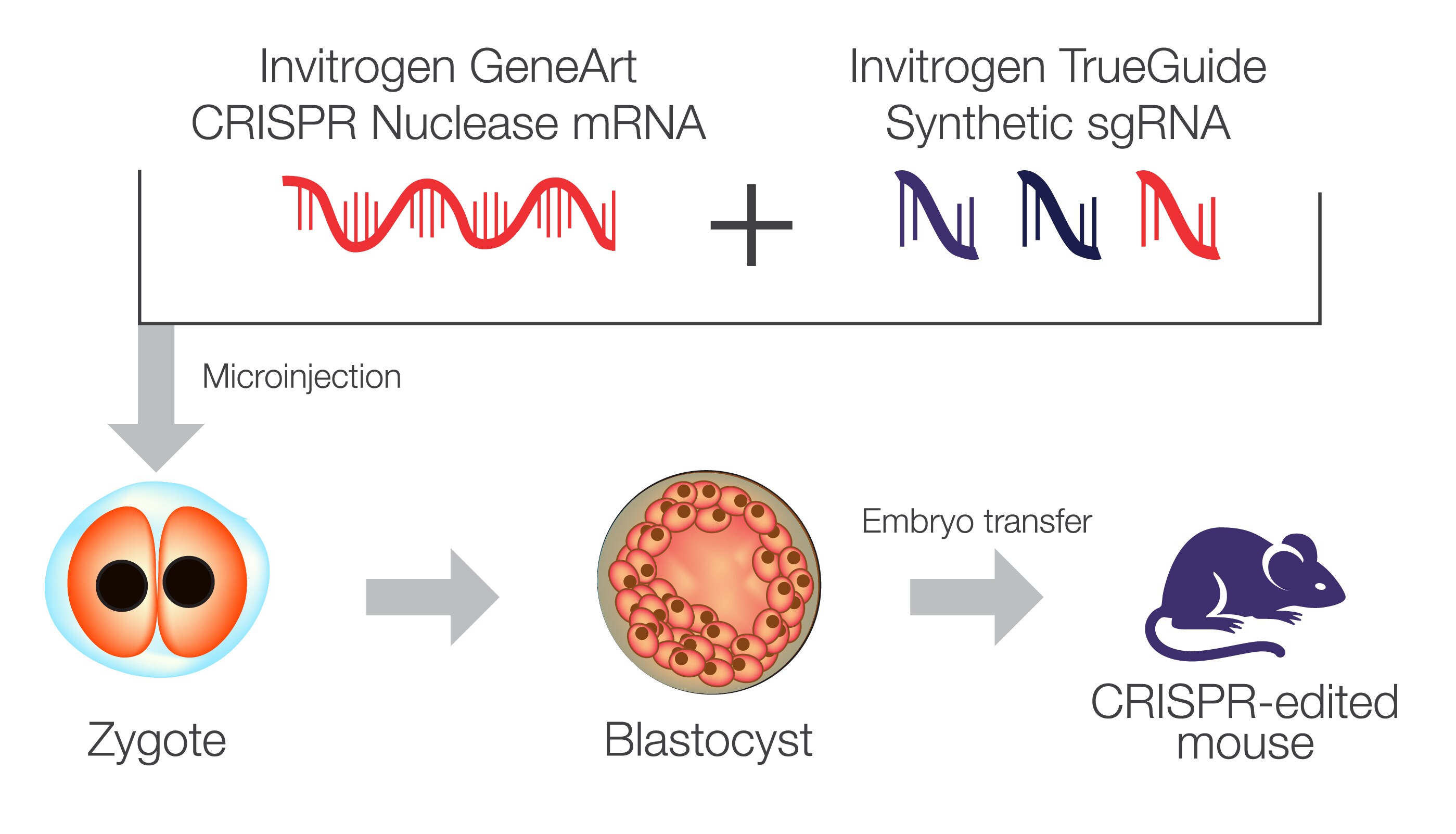 Flow chart, bar graph, and gel image showing gene editing using CRISPR mRNA for multiplexing and generation of transgenic model systems Flow chart illustrating the use of CRISPR mRNA for multiplexed gene editing along with a bar graph and gel image showing that cleavage efficiency for each target gene is consistent when using GeneArt CRISPR Nuclease mRNA and IVT gRNA to target only a single gene or multiple genes
