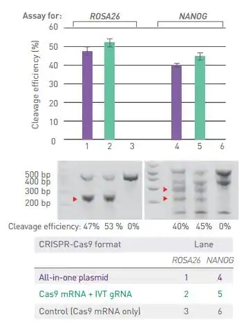 Bar graph and gel image showing cleavage efficiency for Cas9 mRNA versus all-in-one CRISPR plasmid Bar graph and gel image showing higher cleavage efficiency in cells transfected with Cas9 mRNA and IVT gRNA than cells transfected with the all-in-one CRISPR plasmid