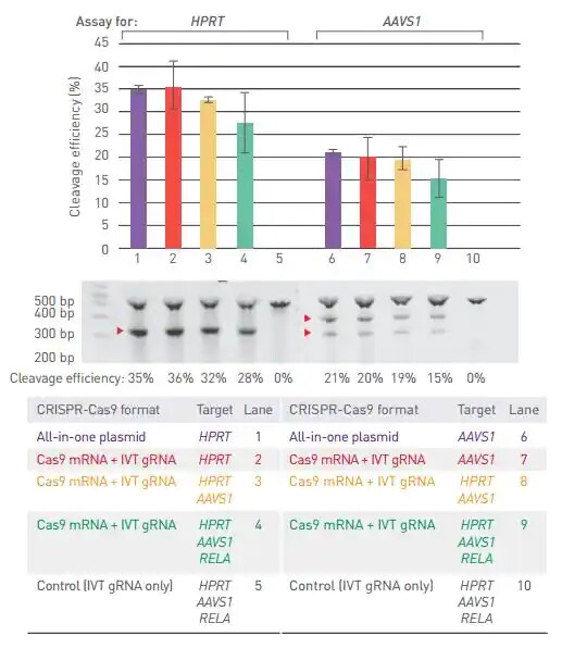 Flow chart, bar graph, and gel image showing gene editing using CRISPR mRNA for multiplexing and generation of transgenic model systems Flow chart illustrating the use of CRISPR mRNA for multiplexed gene editing along with a bar graph and gel image showing that cleavage efficiency for each target gene is consistent when using GeneArt CRISPR Nuclease mRNA and IVT gRNA to target only a single gene or multiple genes