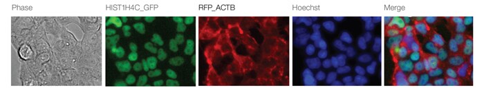 使用 GFP 和 RFP 双重标记 HEK293 细胞 使用 GFP 和 RFP 双重标记 HEK293 细胞