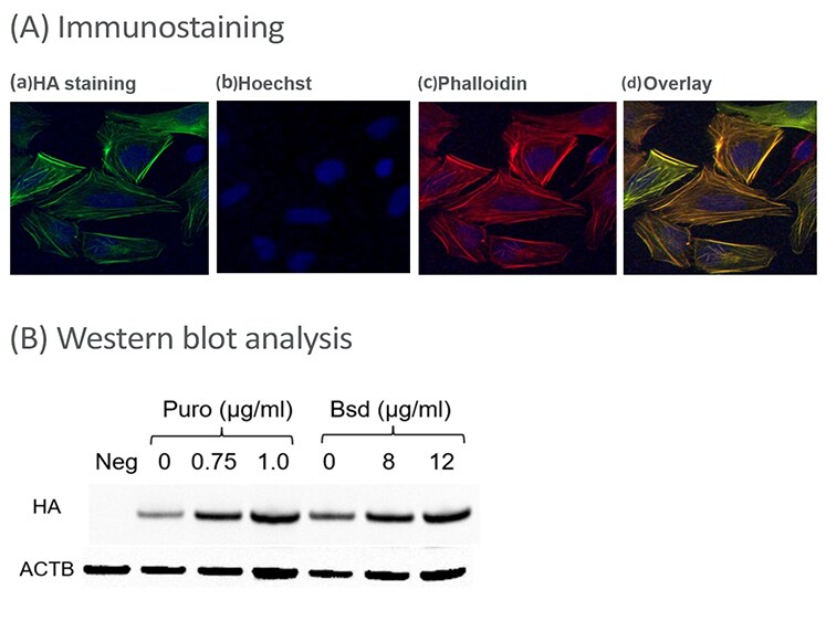 U2OS 细胞中 ACTB 基因的 HA 表位标记 U2OS 细胞中 ACTB 基因的 HA 表位标记