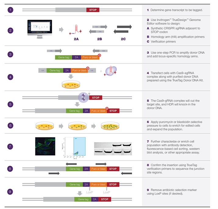 使用 TrueTag 供体 DNA 试剂盒进行 C 端基因标记的工作流程 使用 TrueTag 供体 DNA 试剂盒进行 C 端基因标记的工作流程