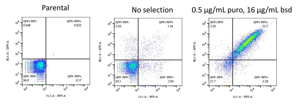 通过 FACS 分选确认细胞群中 >70% 的细胞实现了双等位基因敲除 通过 FACS 分选确认细胞群中 >70% 的细胞实现了双等位基因敲除