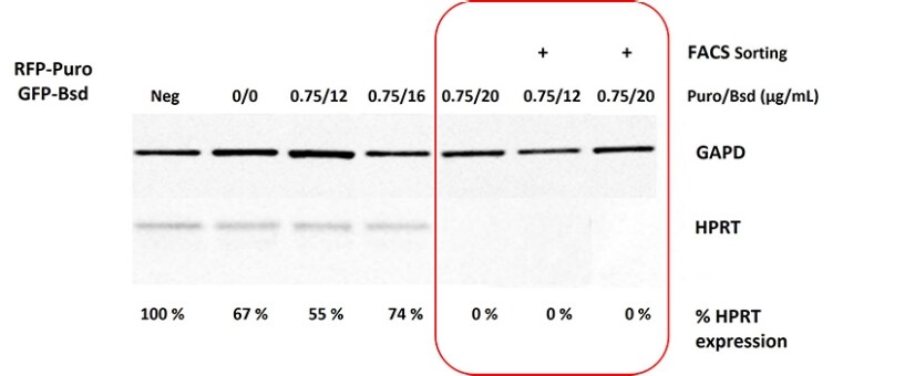 富集细胞达到 100% 的 HPRT 敲除 富集细胞达到 100% 的 HPRT 敲除