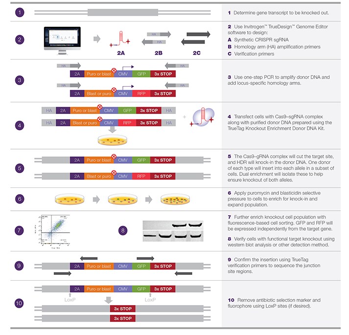 使用 TrueTag 敲除富集供体 DNA 试剂盒进行敲除富集的工作流程概述 使用 TrueTag 敲除富集供体 DNA 试剂盒进行敲除富集的工作流程概述