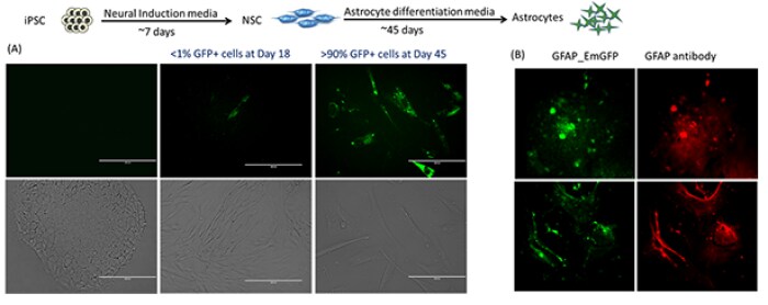 荧光显微镜和电子显微镜显示 iPSC 细胞分化为星形胶质细胞后成功表达 GFP 标记 荧光显微镜和电子显微镜显示 iPSC 细胞分化为星形胶质细胞后成功表达 GFP 标记