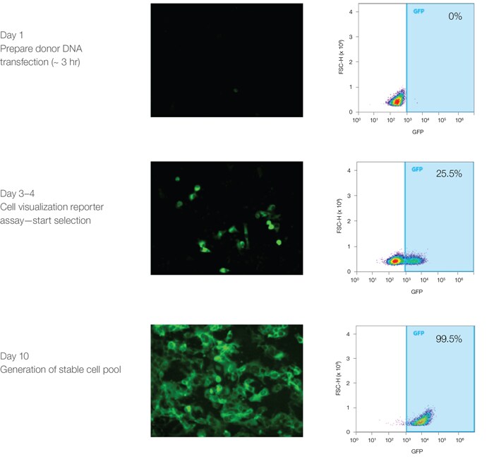 荧光显微镜和流式分拣显示 10 天内生成的稳定的 GFP 标记细胞系 荧光显微镜和流式分拣显示 10 天内生成的稳定的 GFP 标记细胞系
