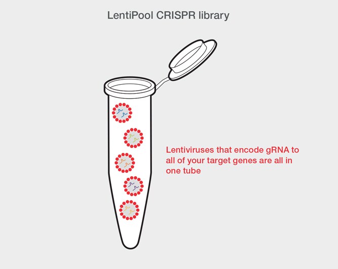 LentiArray CRISPR library and LentiPool CRISPR library Two images showing difference in format between LentiArray CRISPR library and Lentipool CRISPR library