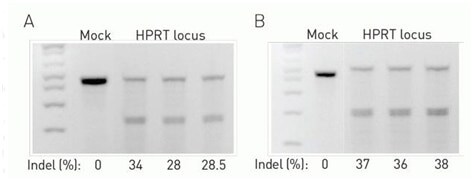 使用 Invitrogen GeneArt 基因组切割检测试剂盒进行 CRISPR 分析 凝胶确认切割