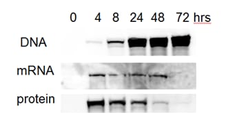 免疫印迹检测 Cas9 随时间的累积情况 免疫印迹结果显示了质粒 DNA、mRNA 和蛋白转染细胞中 Cas9 在0-72 小时内的累积情况。蛋白质转染在 4 小时内很容易检测到,在 4-48 小时内可观察到 mRNA,在 24-72 小时内观察到丰富的质粒 DNA。