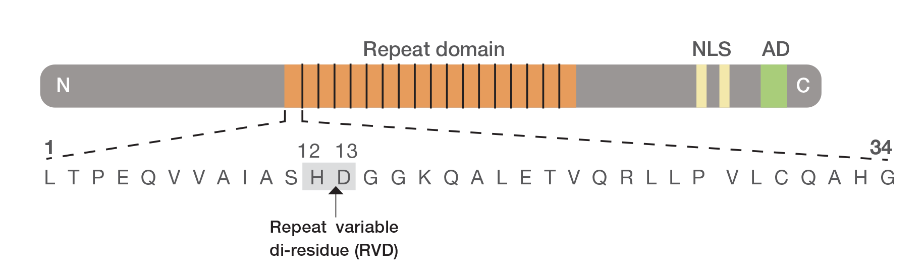 TAL 效应子蛋白的 DNA 结合结构域 TAL 效应子蛋白的 DNA 结合结构域