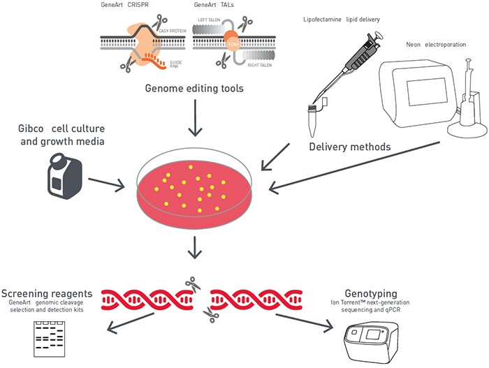 Factors affecting genome editing outcomes in iPSCs Factors affecting genome editing outcomes in iPSCs