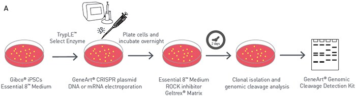 Electroporation of GeneArt Electroporation of GeneArt