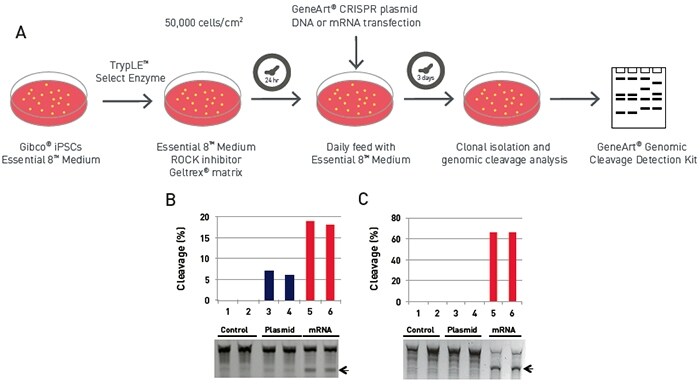 Comparison of lipid-mediated transfection and genome editing efficiency of GeneArt CRISPR Nuclease vector and mRNA in Gibco human iPSCs cultured in Essential 8 and conditioned media panel a is a schematic of lipid-based transfection workflow, panel b is a gel and graph showing % cleavage in Essential 8 medium, and panel c is a gel and graph showing % cleavage in conditioned medium