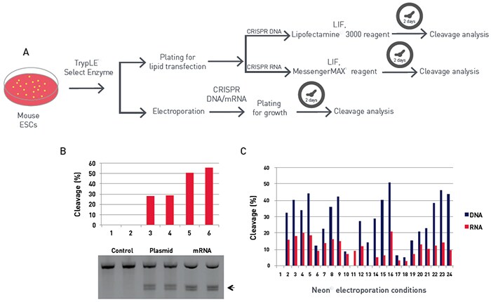 Transfection and electroporation of GeneArt CRISPR Nuclease Vector with OFP reporter and GeneArt CRISPR Nuclease mRNA in mouse ESCs panel a is a schematic of mouse ESC transfection workflow, panel b is a gel and graph showing transfection efficiency, panel c is a graph of Neon electroporation conditions and % cleavage