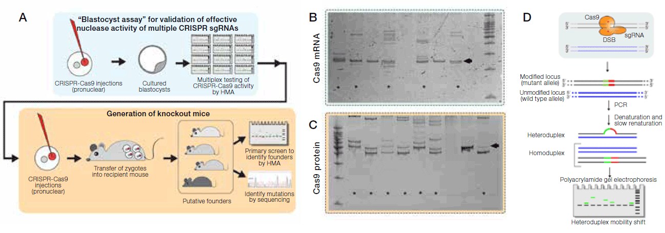 Figure 1. Step-by-step procedure from pronuclear injection to generation of mice. Figure 1. Step-by-step procedure from pronuclear injection to generation of mice.