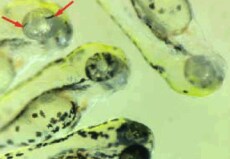 Figure 2. Range of phenotypes observed following injection of CRISPR/sgRNA stock volume in zebrafish blastomeres Figure 2. Range of phenotypes observed following injection of CRISPR/sgRNA stock volume in zebrafish blastomeres