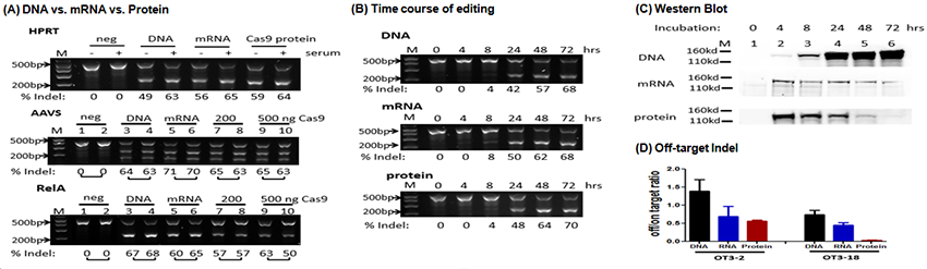 Rapid and Highly Efficient Cell Engineering via Cas9 Protein ...