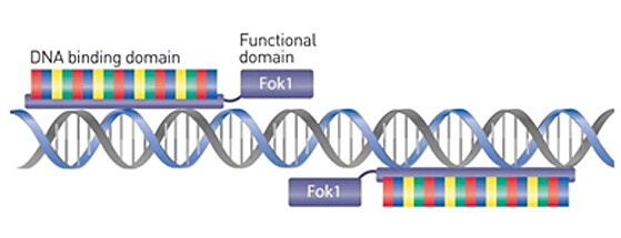 TALEN 结构 与 DNA 分子结合的一对 TALEN 的示意图。每个 TALEN 都有一个与 Fok1 核酸酶相连的 DNA 结合域