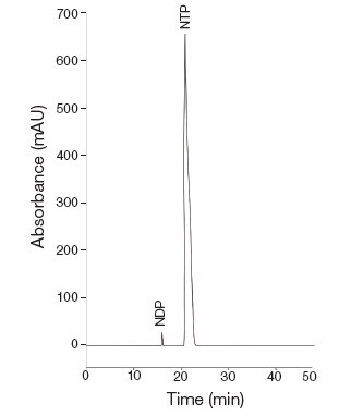 HPLC 色谱评估显示 NTP 超高纯度 HPLC 色谱评估显示 NTP 超高纯度