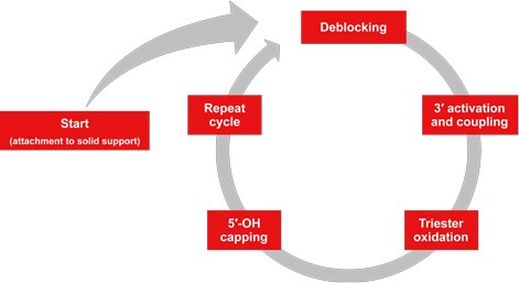 Oligo synthesis steps Step by step oligonucleotide synthesis by iterative addition of bases to a solid support.