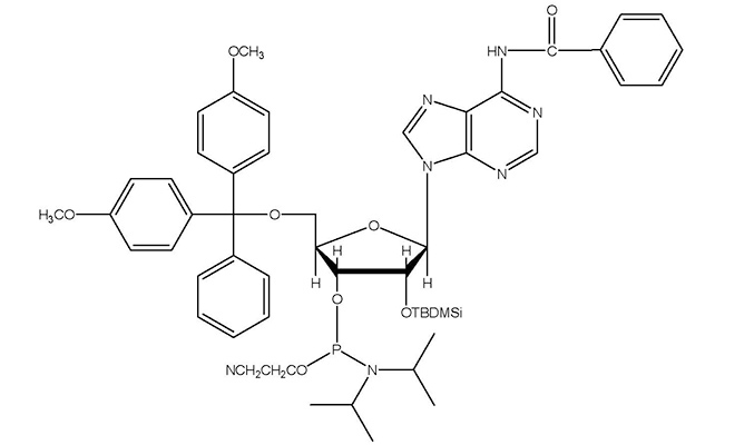 rna 亚磷酰胺 thermo fisher scientific cn