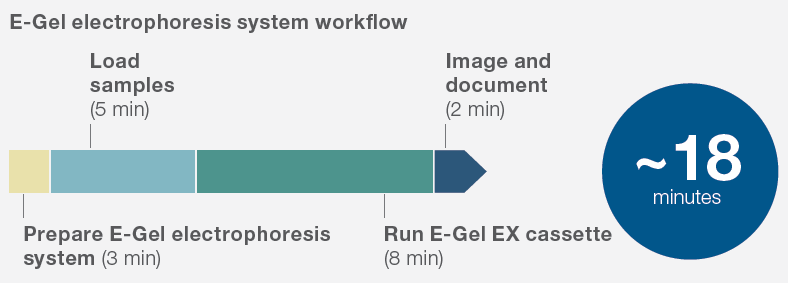 E-Gel_running_time E-Gel_running_time