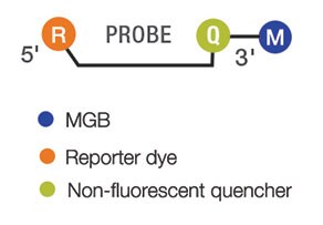 TaqMan-Probe-illustration_stacked-v2 TaqMan-Probe-illustration_stacked-v2