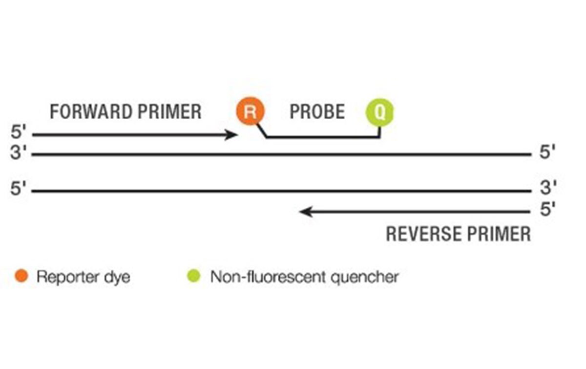 Graphic depicting the components of a TaqMan probe-based assay for digital PCR Graphic depicting the components of a TaqMan probe-based assay for digital PCR