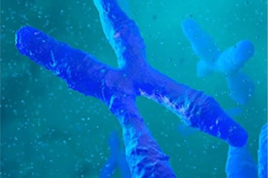 拷贝数变异 拷贝数变异