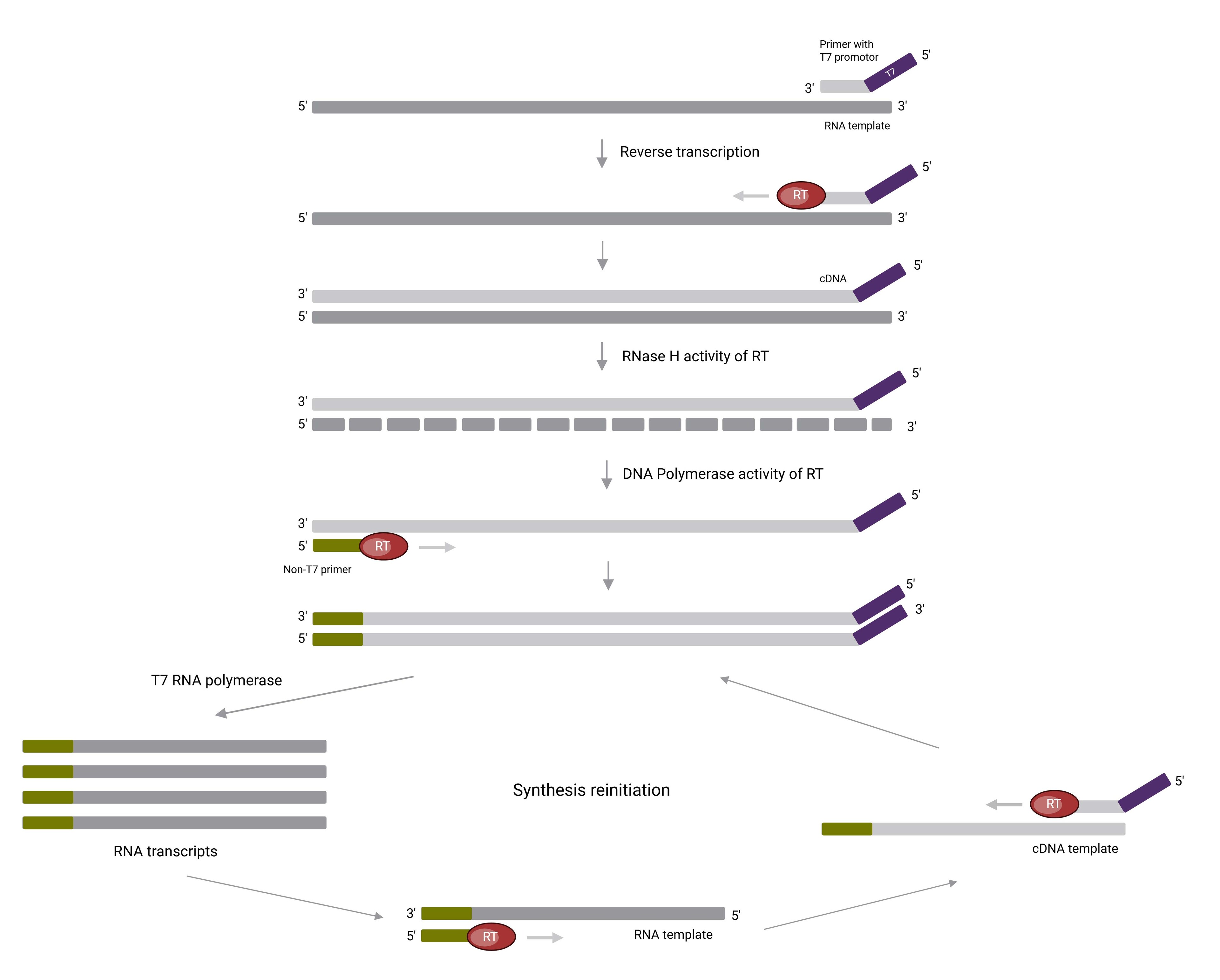 Transcription-mediated amplification Figure explaining Isothermal TMA reaction